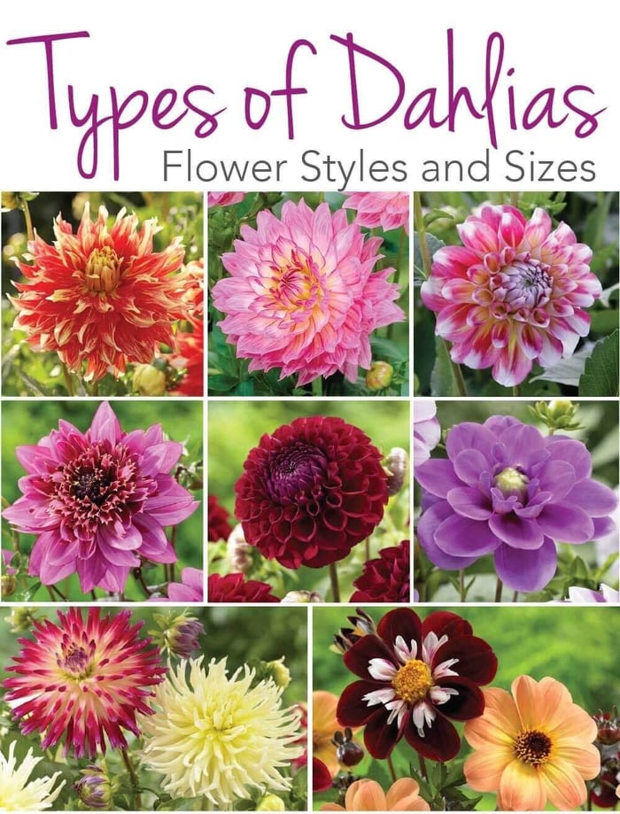 Types of Dahlias - Flower Styles and Sizes - Longfield Gardens