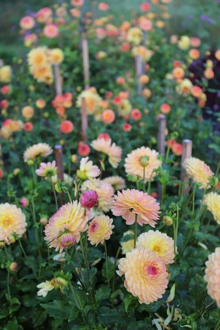 How to Design a Backyard Cutting Garden - Longfield Gardens