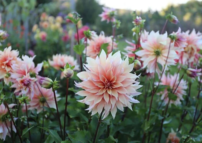 How to Design a Backyard Cutting Garden - Longfield Gardens