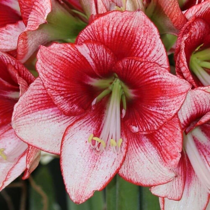 New Amaryllis for Mid-Winter Blooms - Longfield Gardens