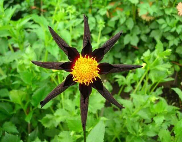 Dahlia Flower Forms for the garden and vase Longfield Gardens