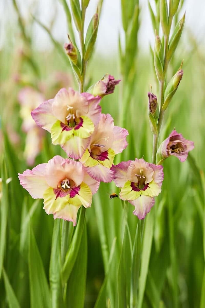 Tips for Growing and Using Gladiolus - Longfield Gardens
