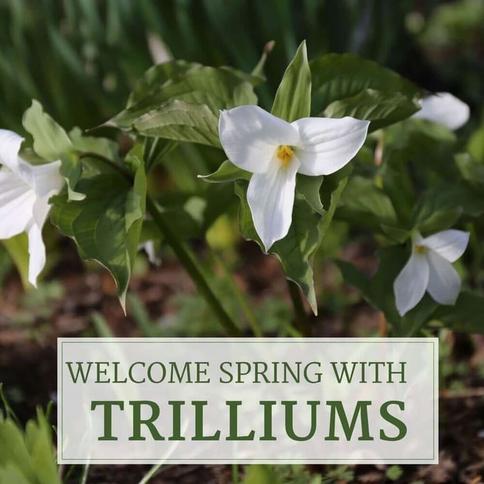Welcome Spring With Trilliums - Longfield Gardens