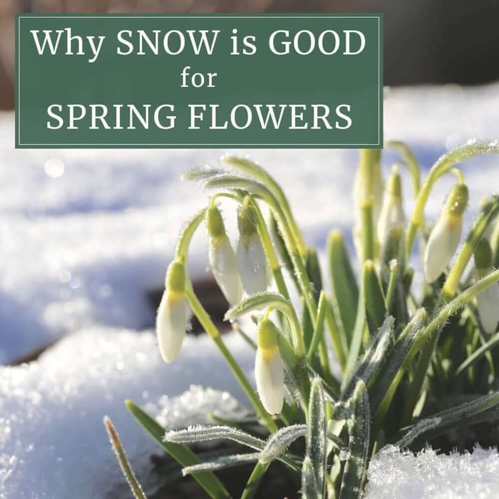 Why Snow is Good for Spring Bulbs - Longfield Gardens