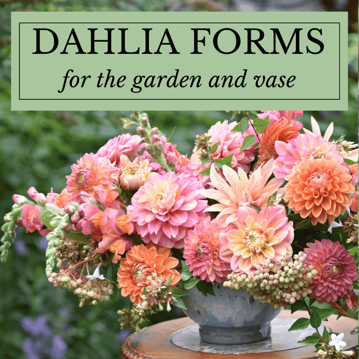 Dahlia Forms for the garden and vase longfield gardens
