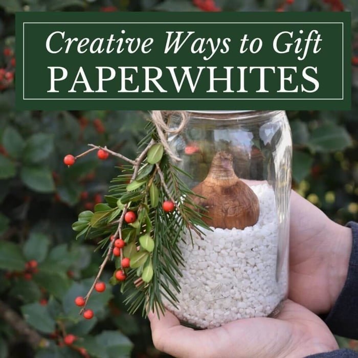 Creative Ways to Gift Paperwhites Longfield Gardens