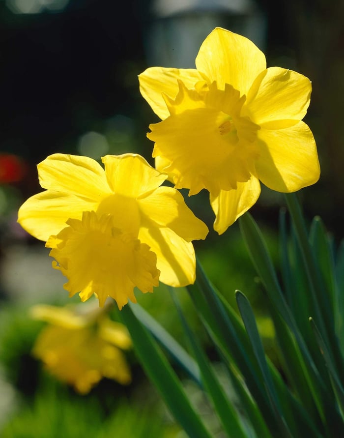 Yellow-Trumpet-Daffodil