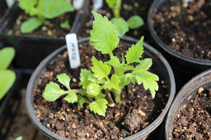 8 Tips for Growing Better Dahlias - Longfield Gardens