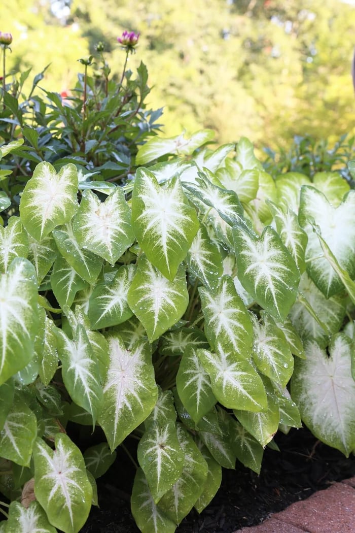 Sun Tolerant Caladiums - Longfield Gardens