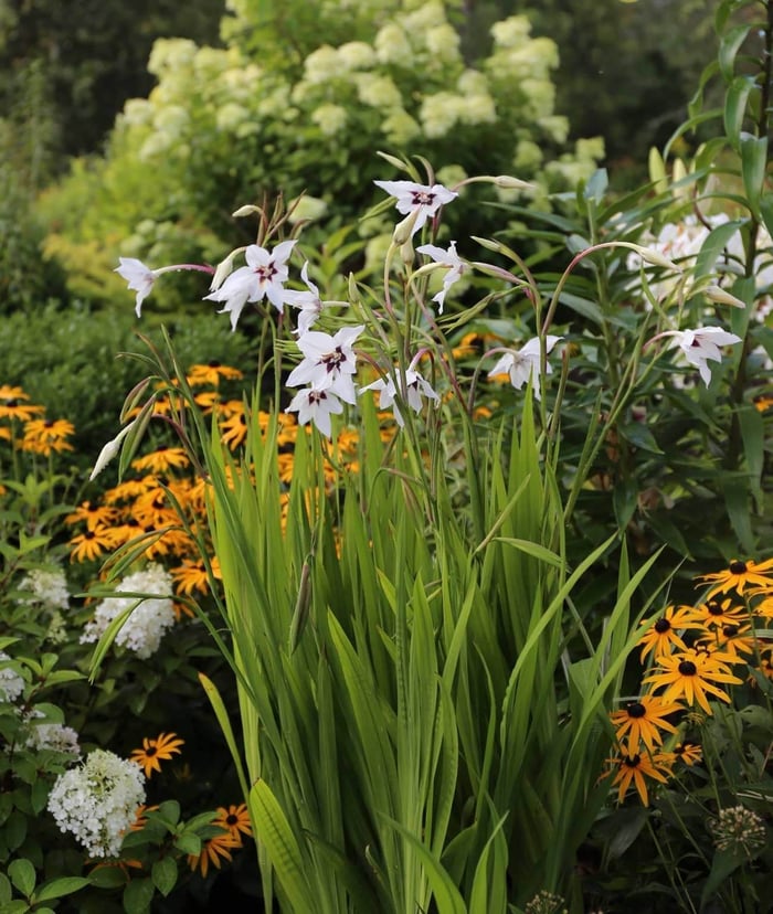 Acidanthera Fragrant Flowers for Late Summer - Longfield Gardens