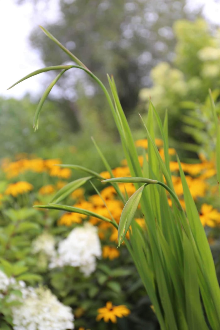 Acidanthera Fragrant Flowers for Late Summer - Longfield Gardens
