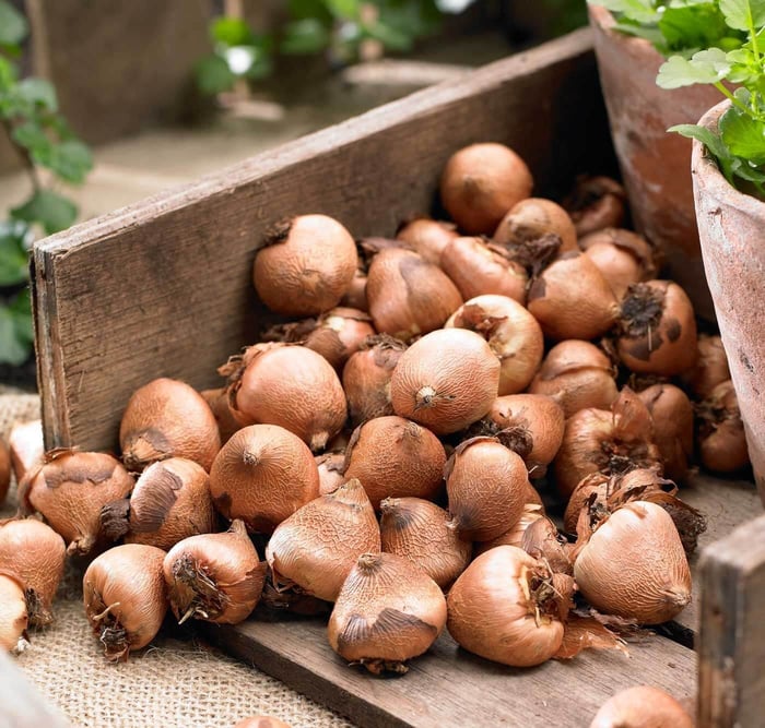 Acidanthera Fragrant Flowers for Late Summer - Longfield Gardens