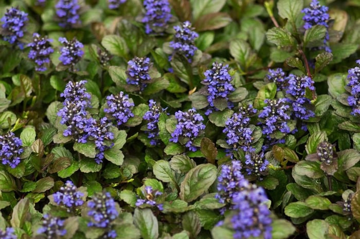 ajuga