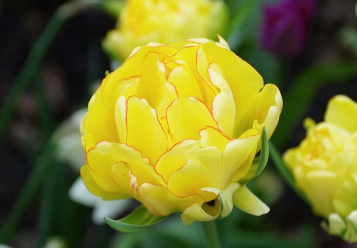 New Tulips for Your Spring Garden - Longfield Gardens