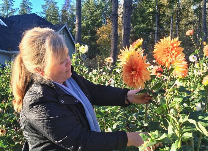 New Dahlia Collections from Flirty Fleurs - Longfield Gardens