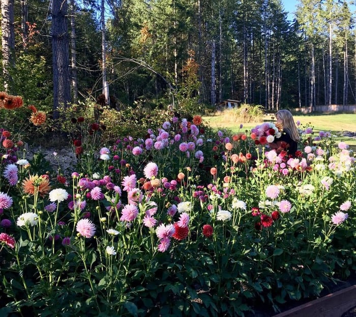 How a Floral Designer Chooses Flowers for Her Cutting Garden - Longfield Gardens