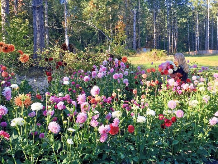 New Dahlia Collections from Flirty Fleurs - Longfield Gardens