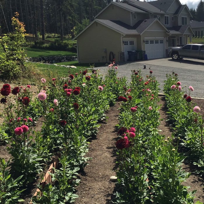 How a Floral Designer Chooses Flowers for Her Cutting Garden - Longfield Gardens