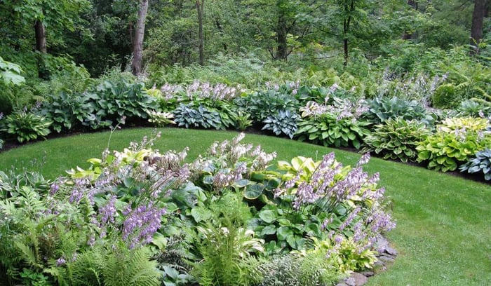 Creative Ways to Use Hostas - Longfield Gardens