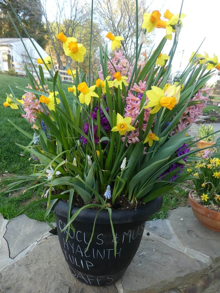Tips for Growing Spring Bulbs in Containers - Longfield Gardens