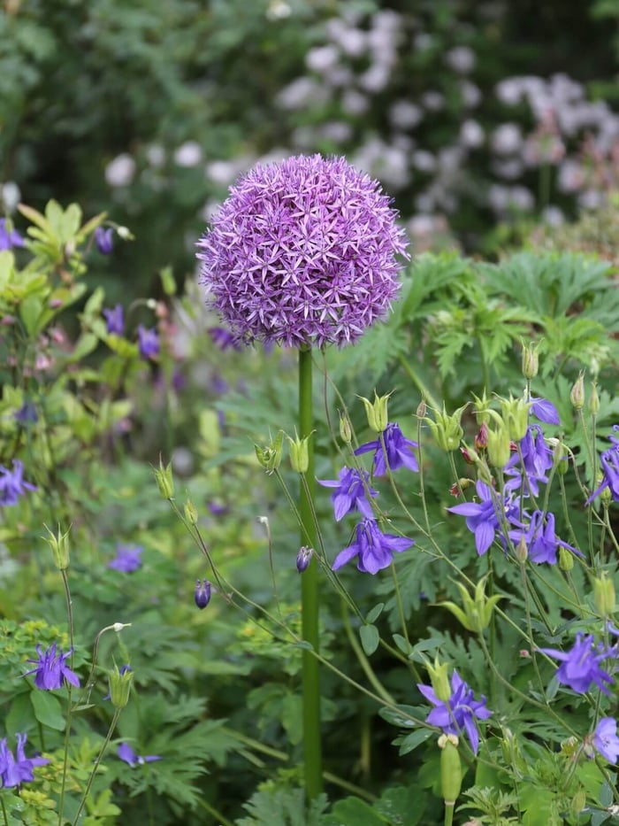 How-to-Combine-Alliums-With-Perennials-Longfield-Gardens