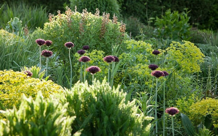 Flower Bulb Trends for Spring - Longfield Gardens