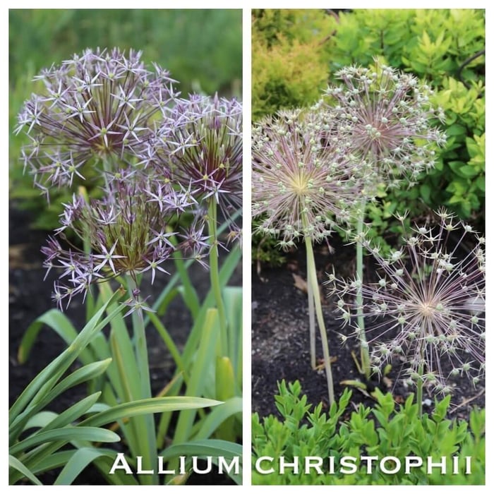 allium christophii