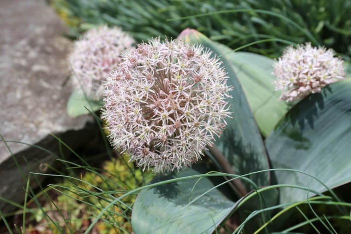 New-Flowers-for-your-Spring-Garden - Longfield Gardens