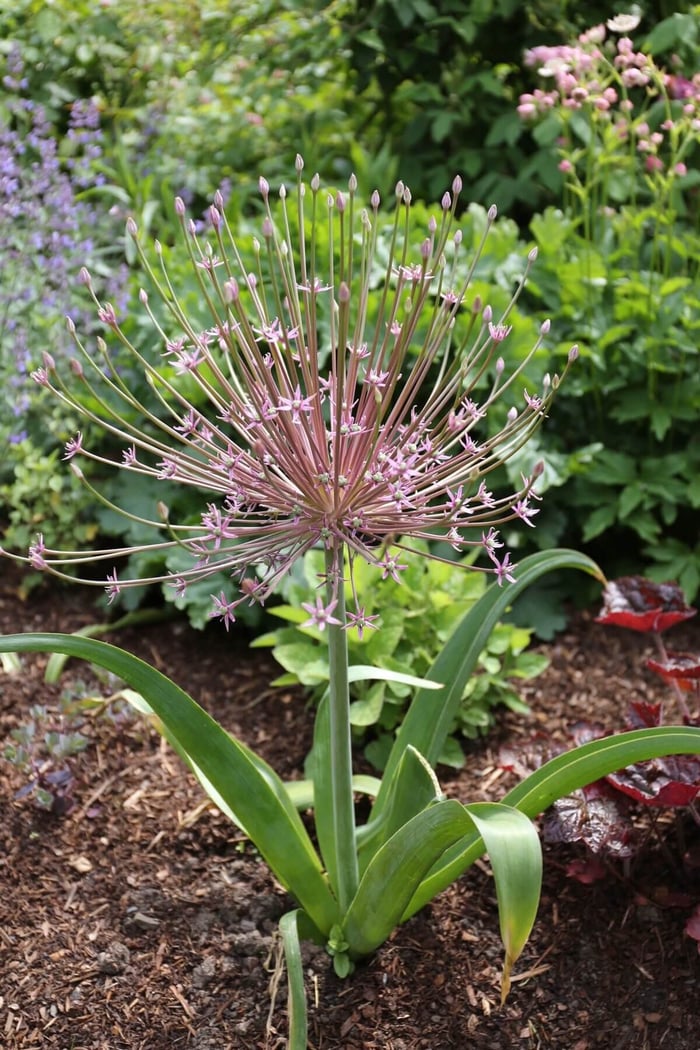 New-Flowers-for-your-Spring-Garden - Longfield Gardens