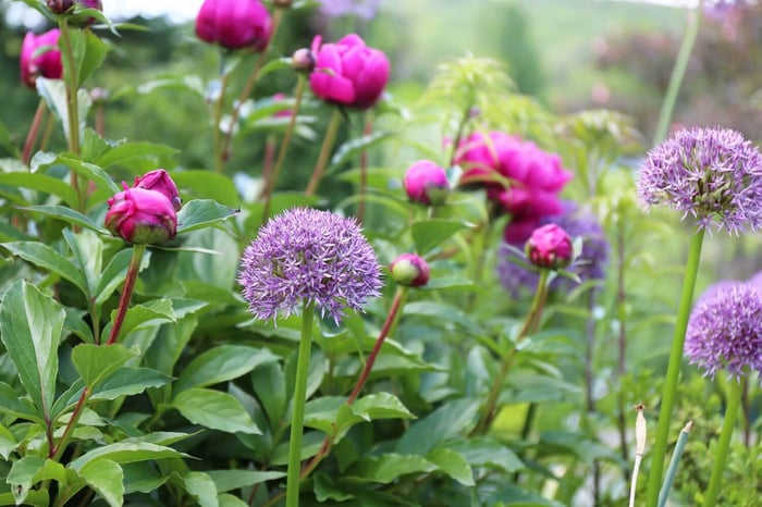 Starting Flowers from Seeds, Bulbs or Plants - Longfield Gardens