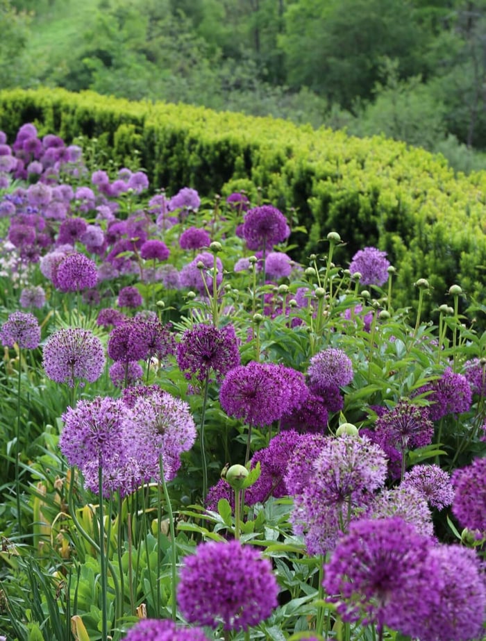 Are Tulips and Other Spring Bulbs Perennials? - Longfield Gardens