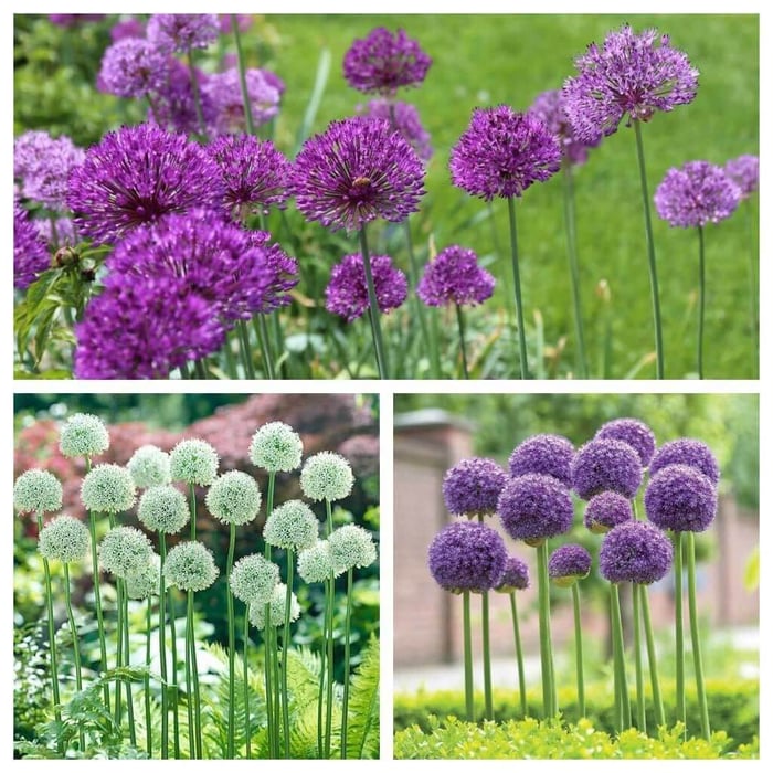 How to Use Alliums in a Naturalistic Garden Design - Longfield Gardens