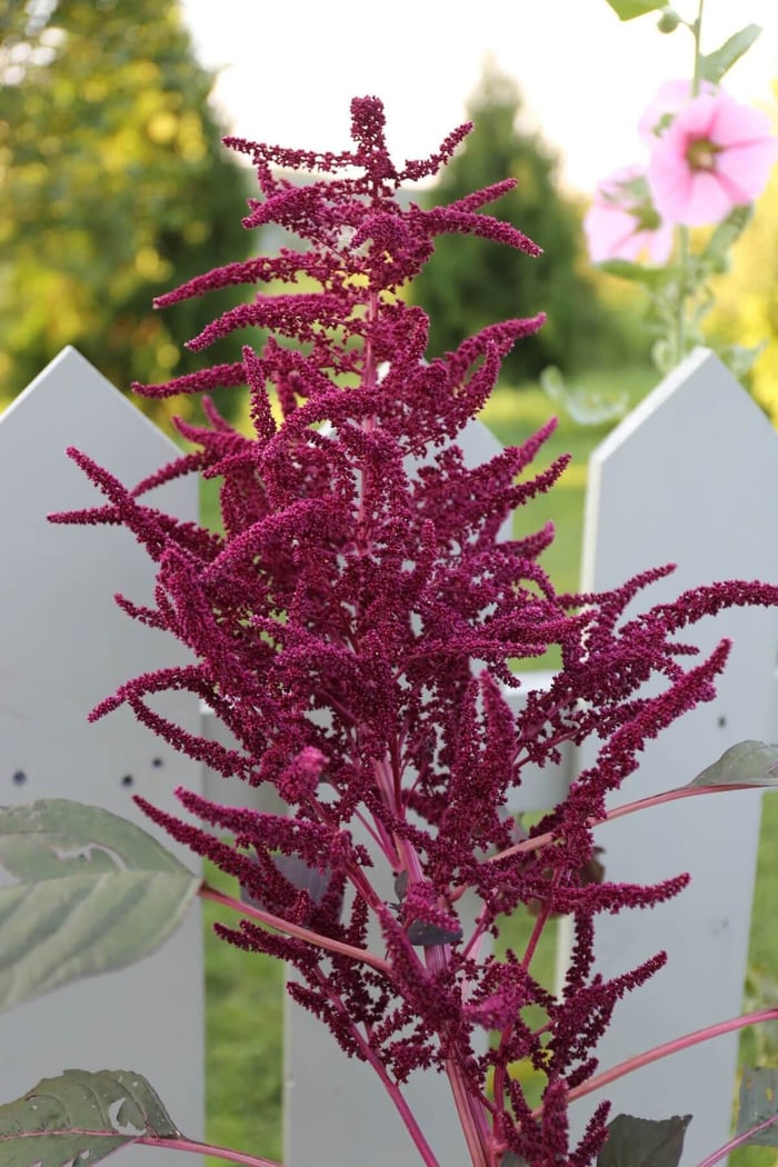 Cutting Garden Annuals to Grow from Seed - Longfield Gardens