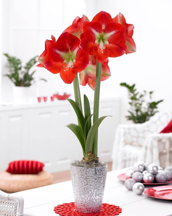 Decorating with Amaryllis and Paperwhites - Longfield Gardens