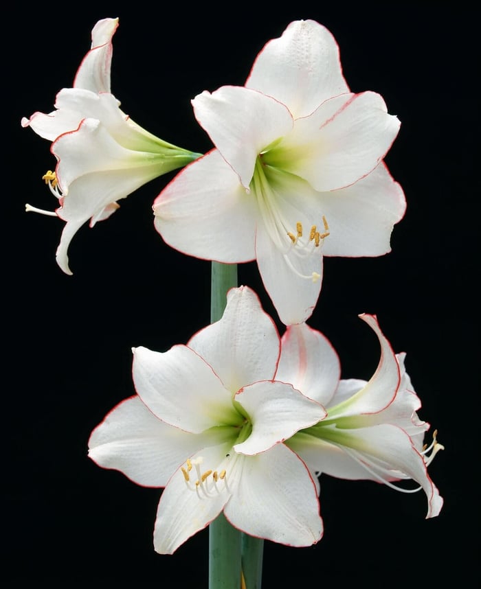 Amaryllis of a Different Color - Longfield Gardens