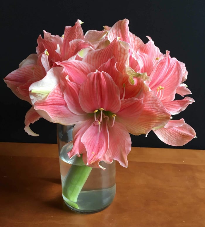 How to Use Amaryllis as Cut Flowers - Longfield Gardens