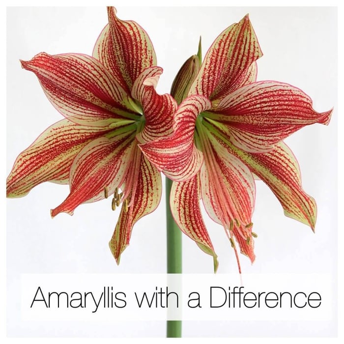 Amaryllis With a Difference - Longfield Gardens