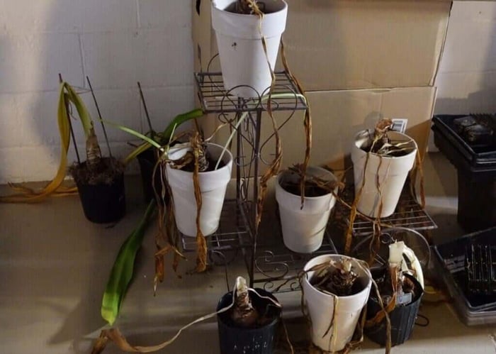 My passion for amaryllis Longfield Gardens