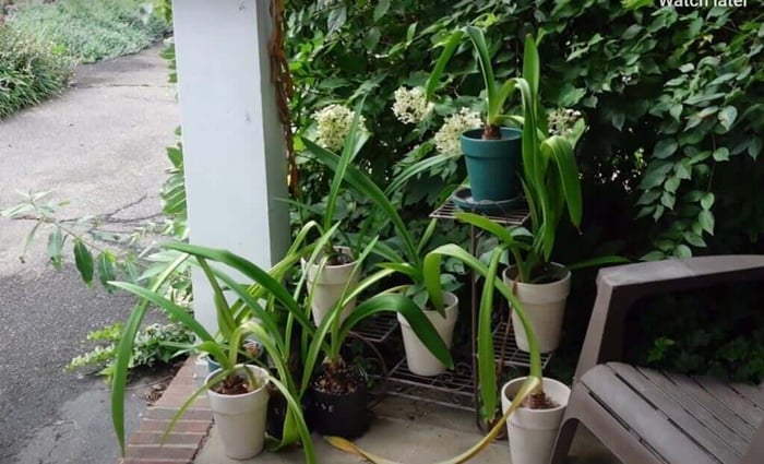 My passion for Amaryllis Longfield Gardens