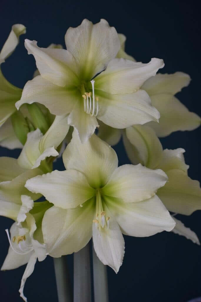 My passion for amaryllis Longfield Gardens