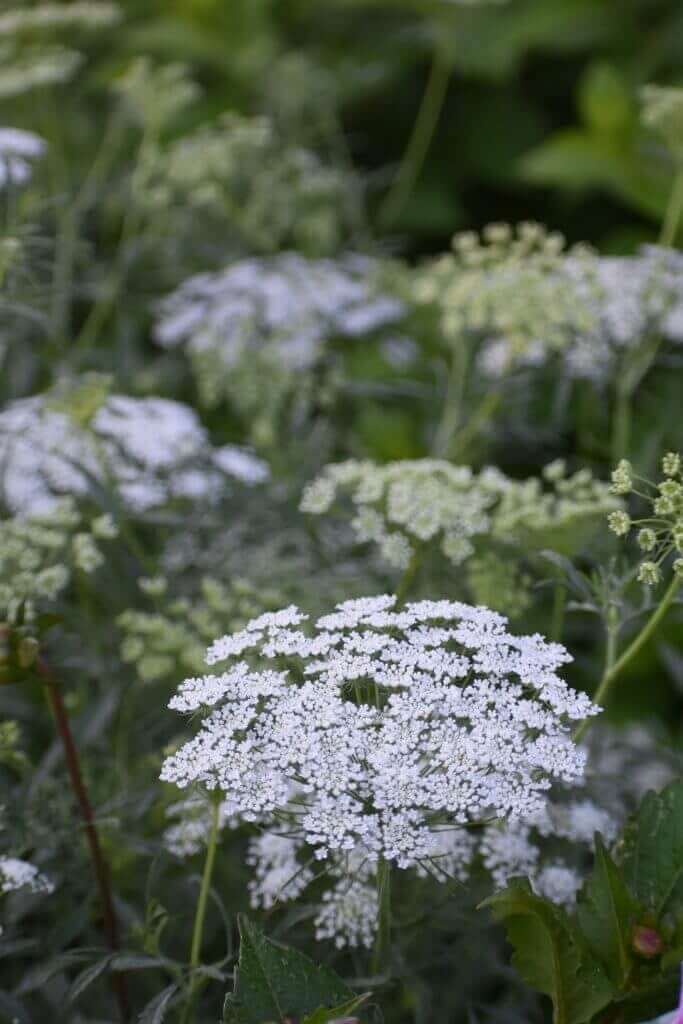 Best fillers for a cut flower garden Longfield Gardens