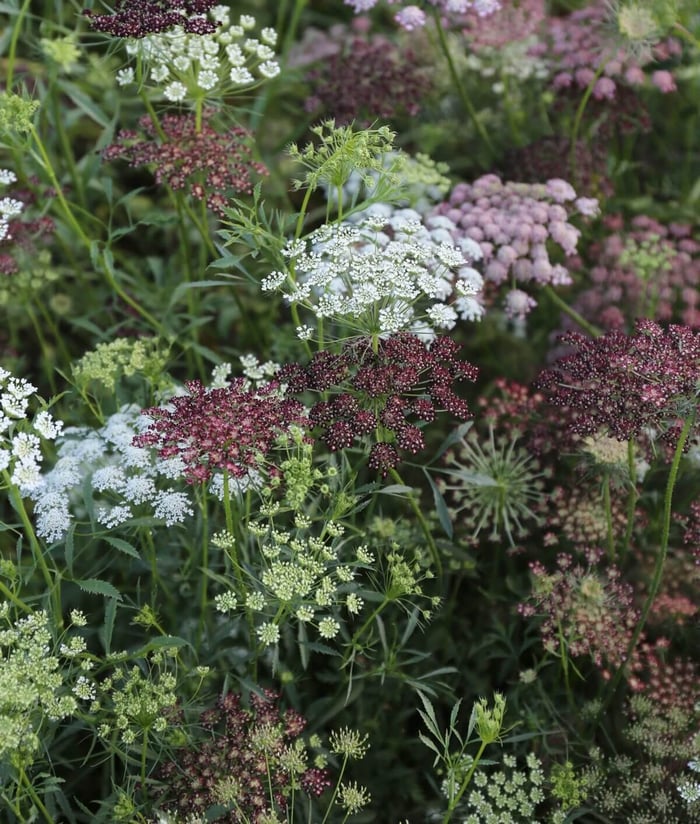 How to Design a Backyard Cutting Garden - Longfield Gardens