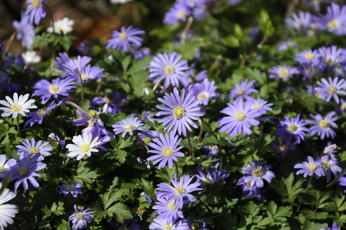 How to Plant a Carpet of Blue Spring Flowers - Longfield Gardens