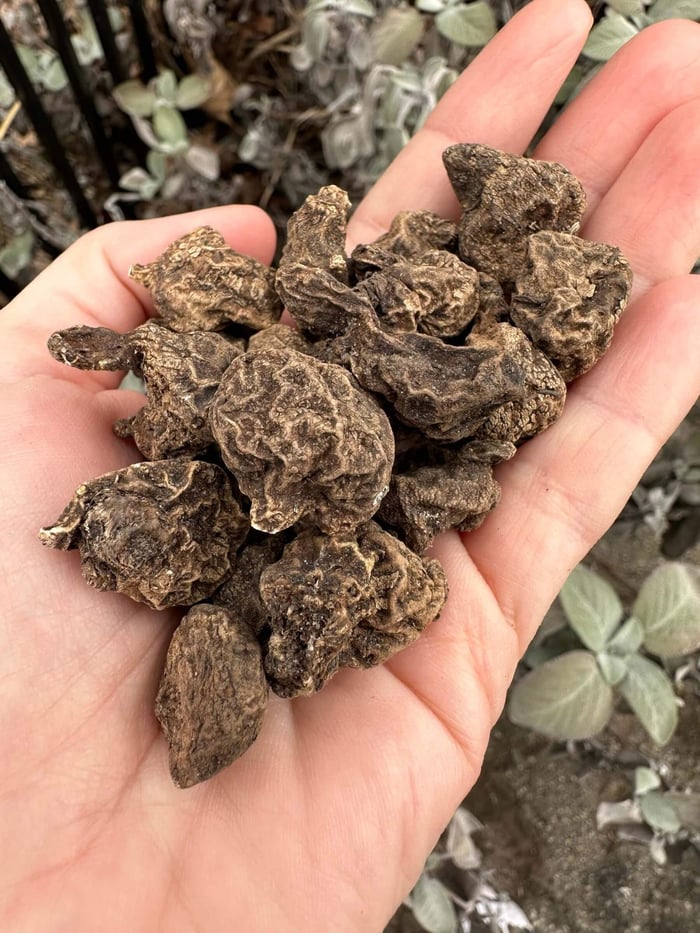 How to grow anemones in cold climates Longfield Gardens