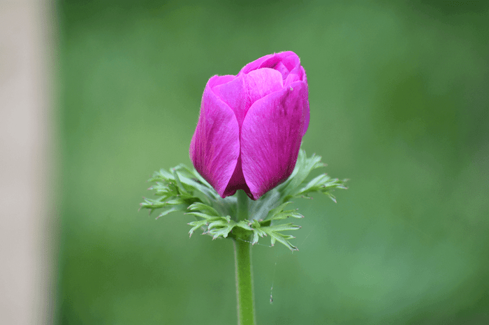 How to grow anemones in cold climates Longfield Gardens