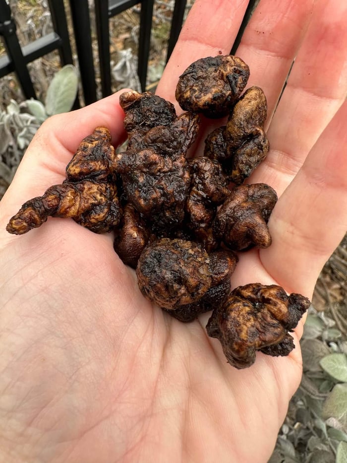 How to grow anemones in cold climates Longfield Gardens