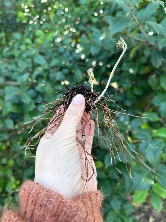 How to grow anemones in cold climates Longfield Gardens