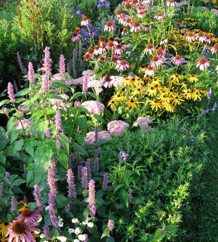 russian-sage-and-sedum.jpg