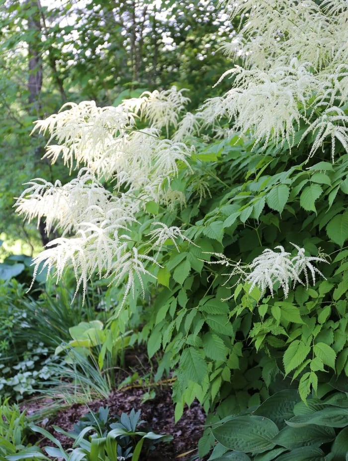 10 Easy Perennials for Shade - Longfield Gardens