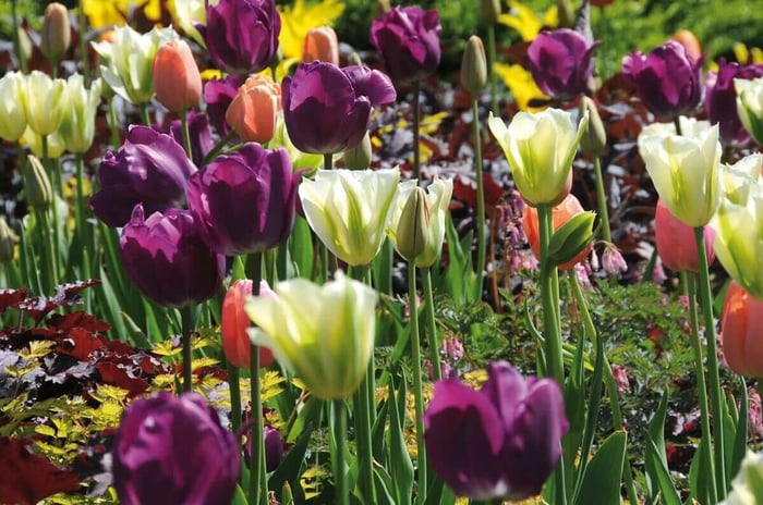 assorted.jpg?v=1765890643